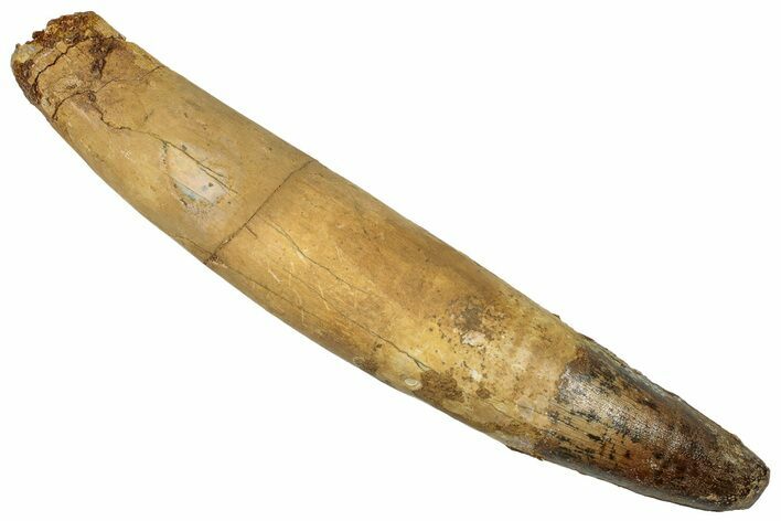 Real Spinosaurus Tooth - Original Root! #314735